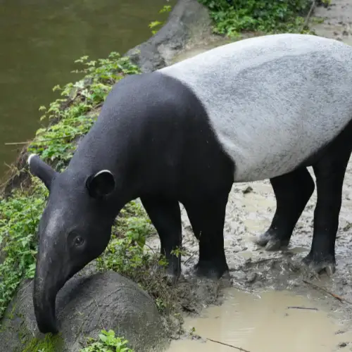 South American tapir in the Amazon rainforest