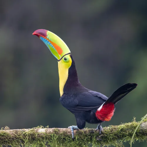 Toco toucan in the Amazon rainforest