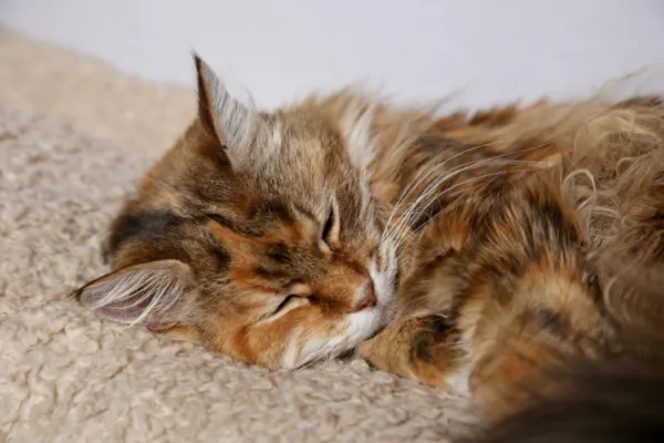 cat sleeping after massage