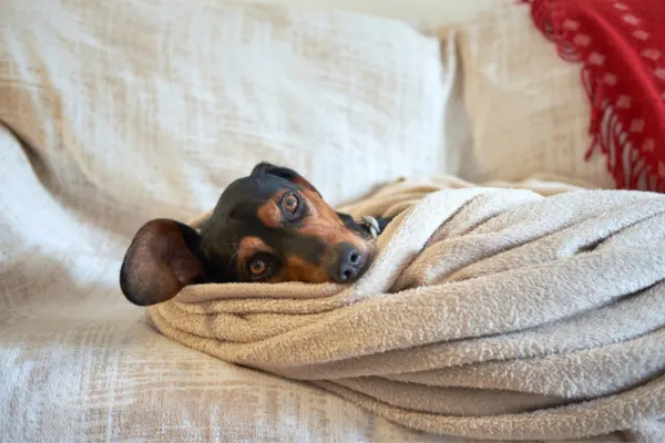 dog wearing recovery cone at home