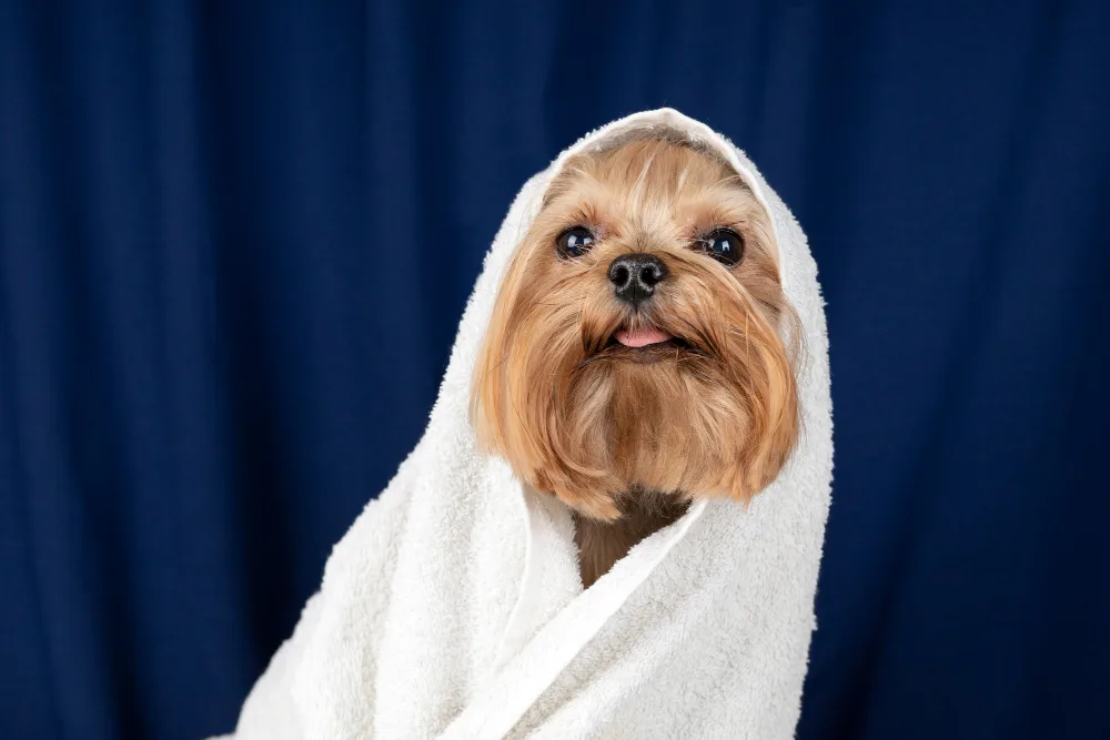 calm dog wrapped in towel after spa session