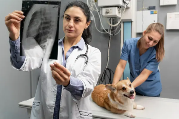Vet checking dog x-ray for bone fragments