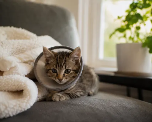 itten recovering at home with a cone collar