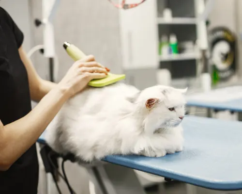 Maine Coon cat being brushed at home