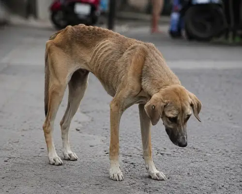 Malnourished stray dog on street showing signs of neglect