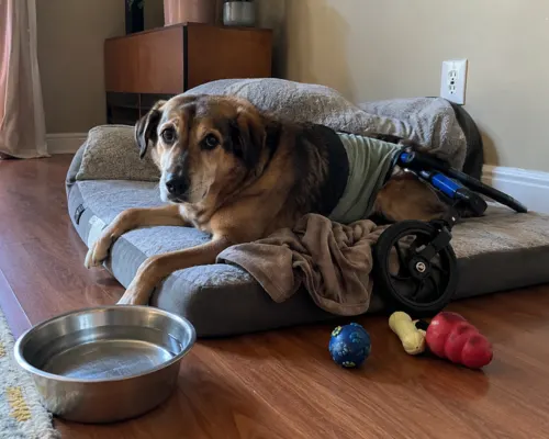 Paralyzed dog resting on an orthopedic bed at home