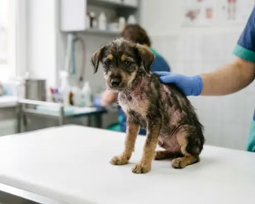 puppy with demodectic mange hair loss