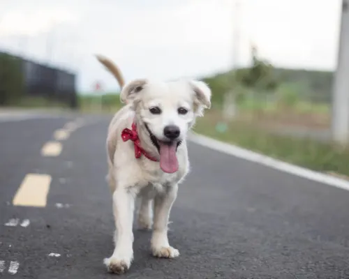 healthy rescued puppy after recovery