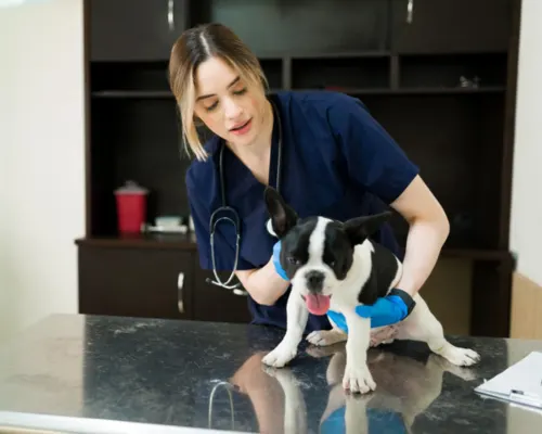 vet examining abandoned puppy on exam table