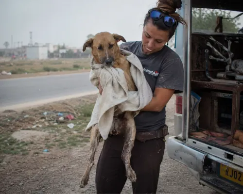 Rescue volunteer helping an injured stray dog