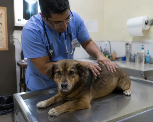 Vet examining a dog's spine for paralysis