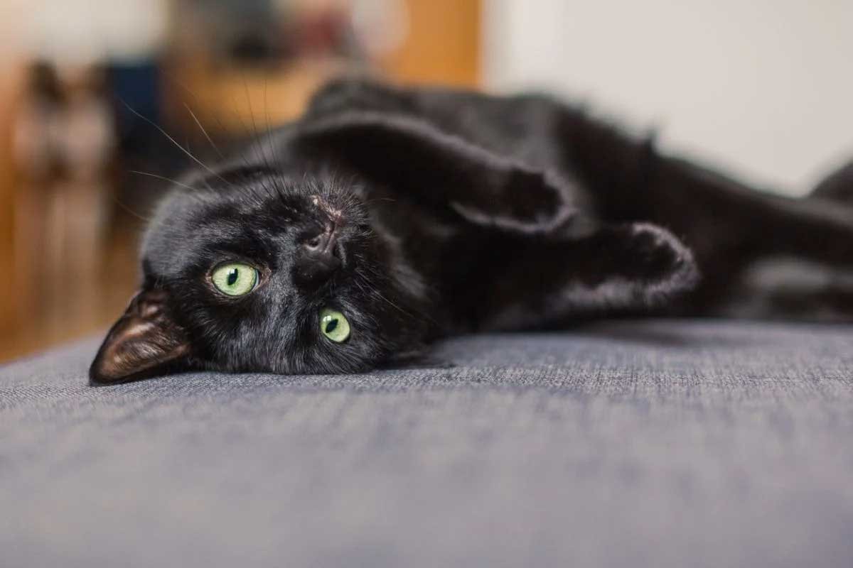 Black Cat Names