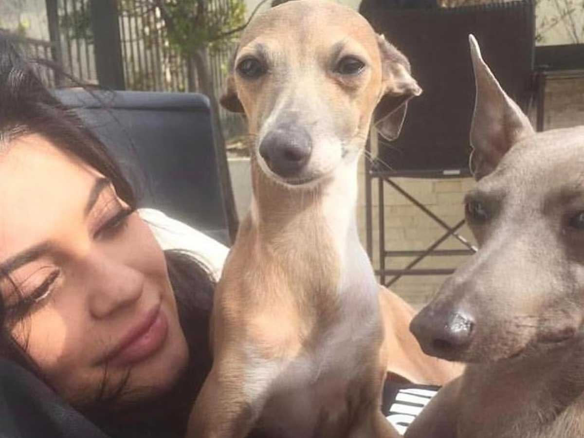 Kylie Jenners Dogs