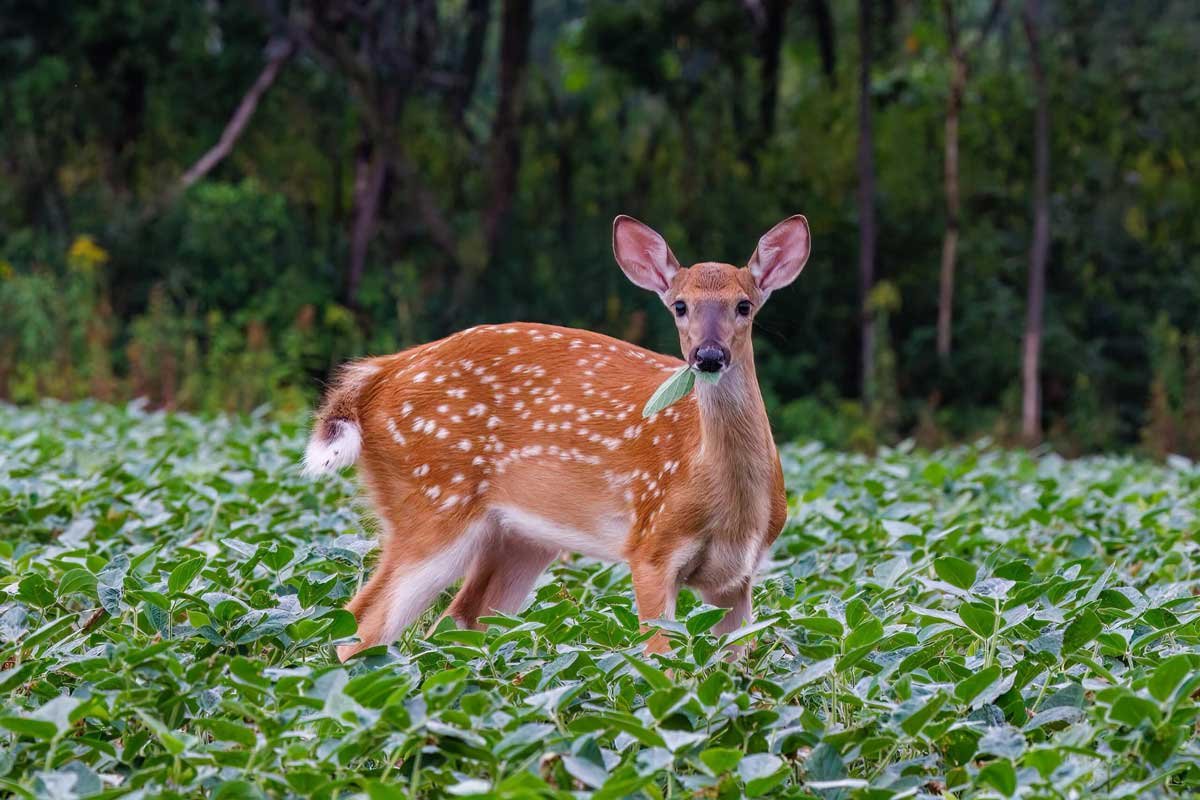 What Do Deer Eat