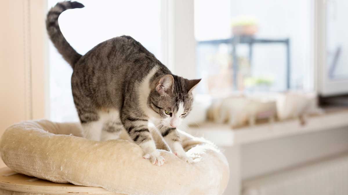 Why Do Cats Make Biscuits