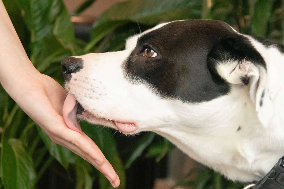 Why Does My Dog Lick Me So Much