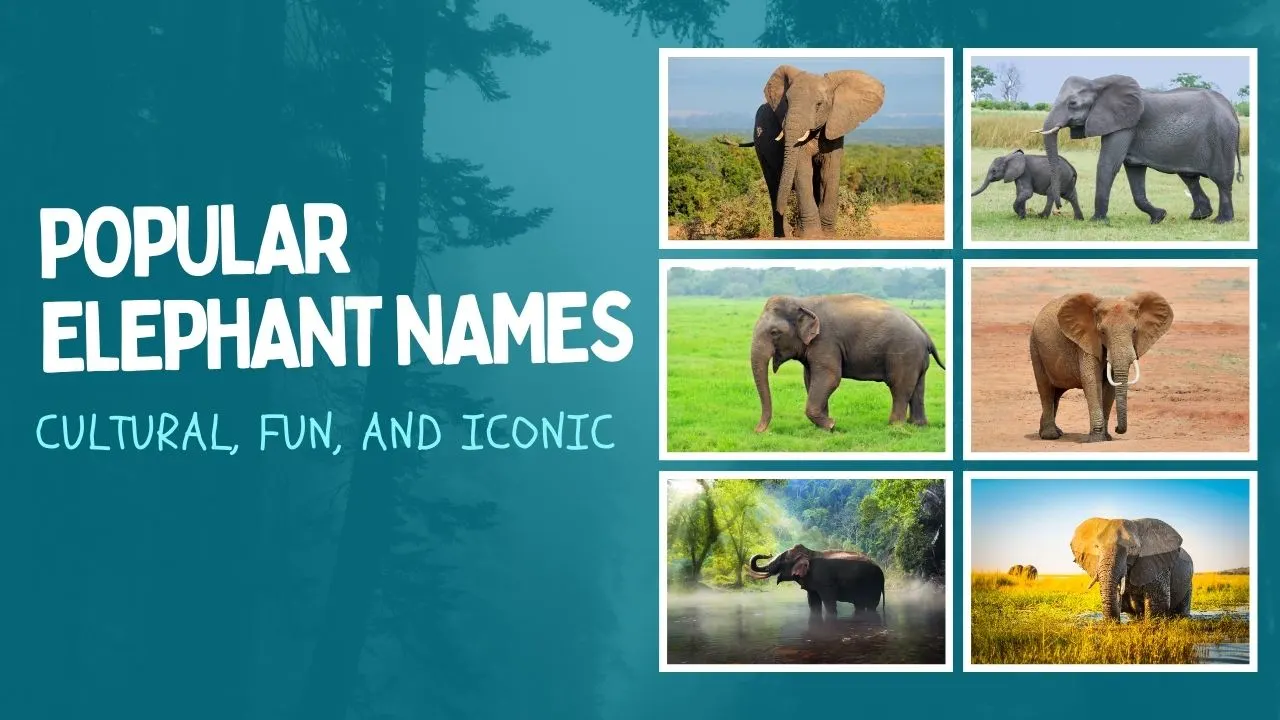 Popular Elephant Names