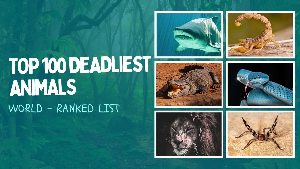 Top 100 Deadliest Animals
