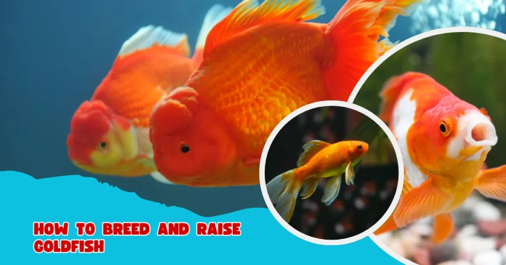Breed and Raise Goldfish