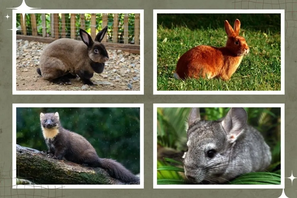 Housing and Basic Care for Meat Rabbits