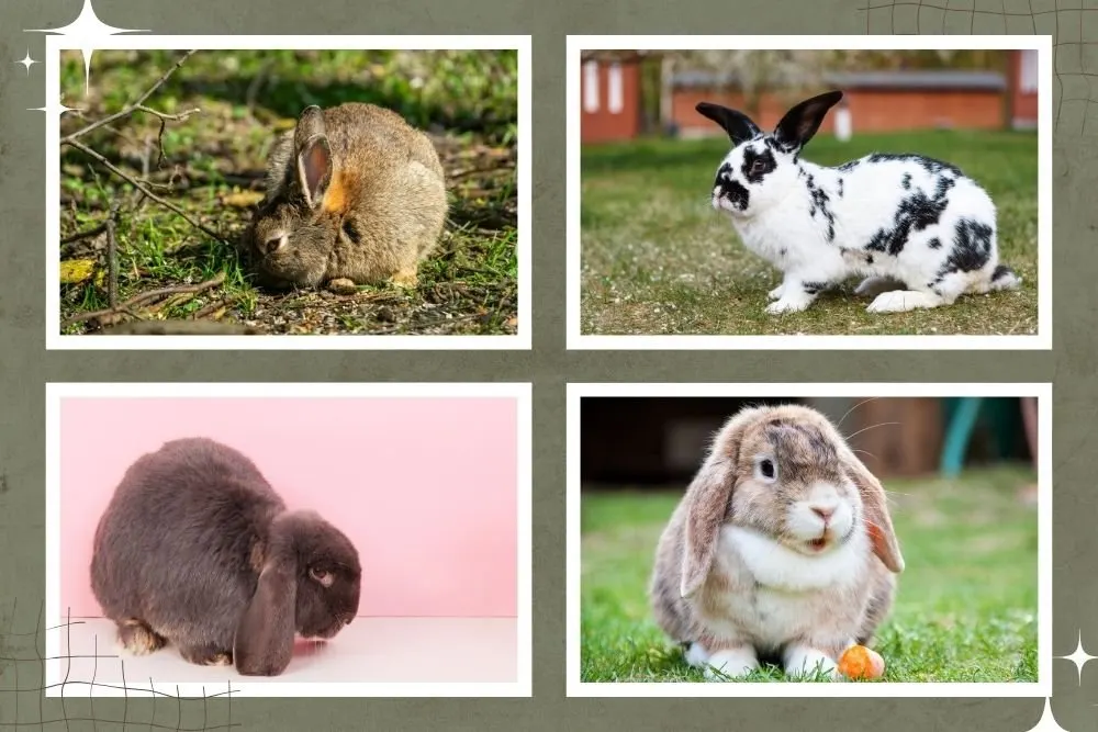 Marketing and Selling Rabbit Meat