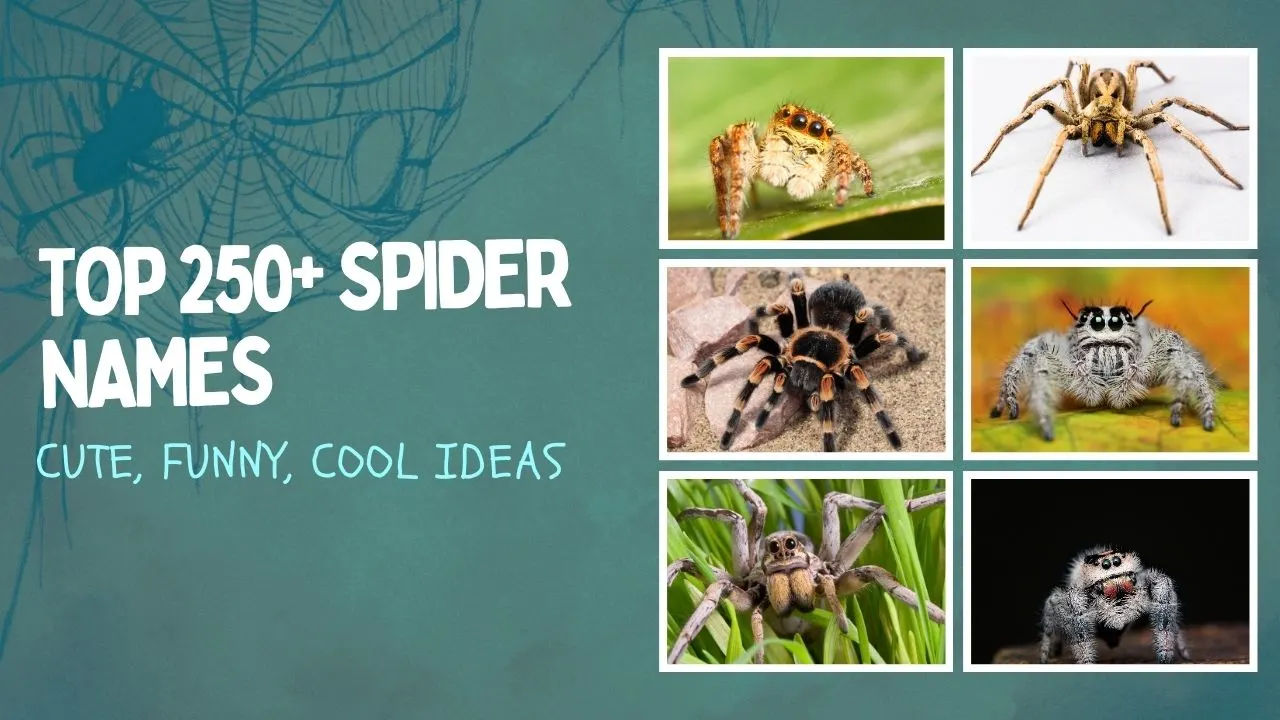 Top 250+ Spider Names