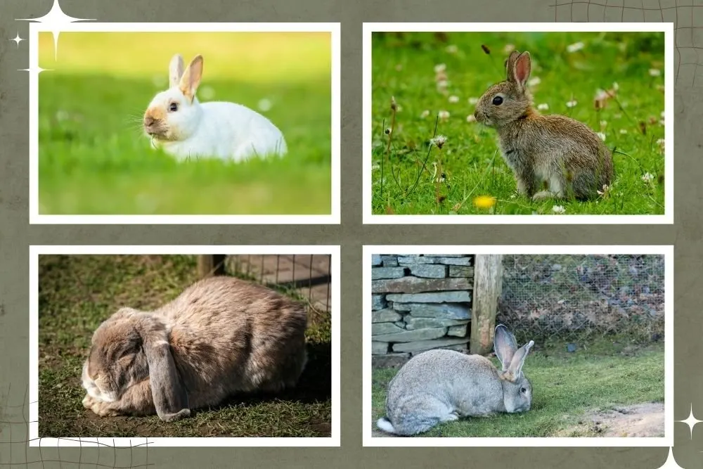 Top Rabbit Breeds for Meat Production