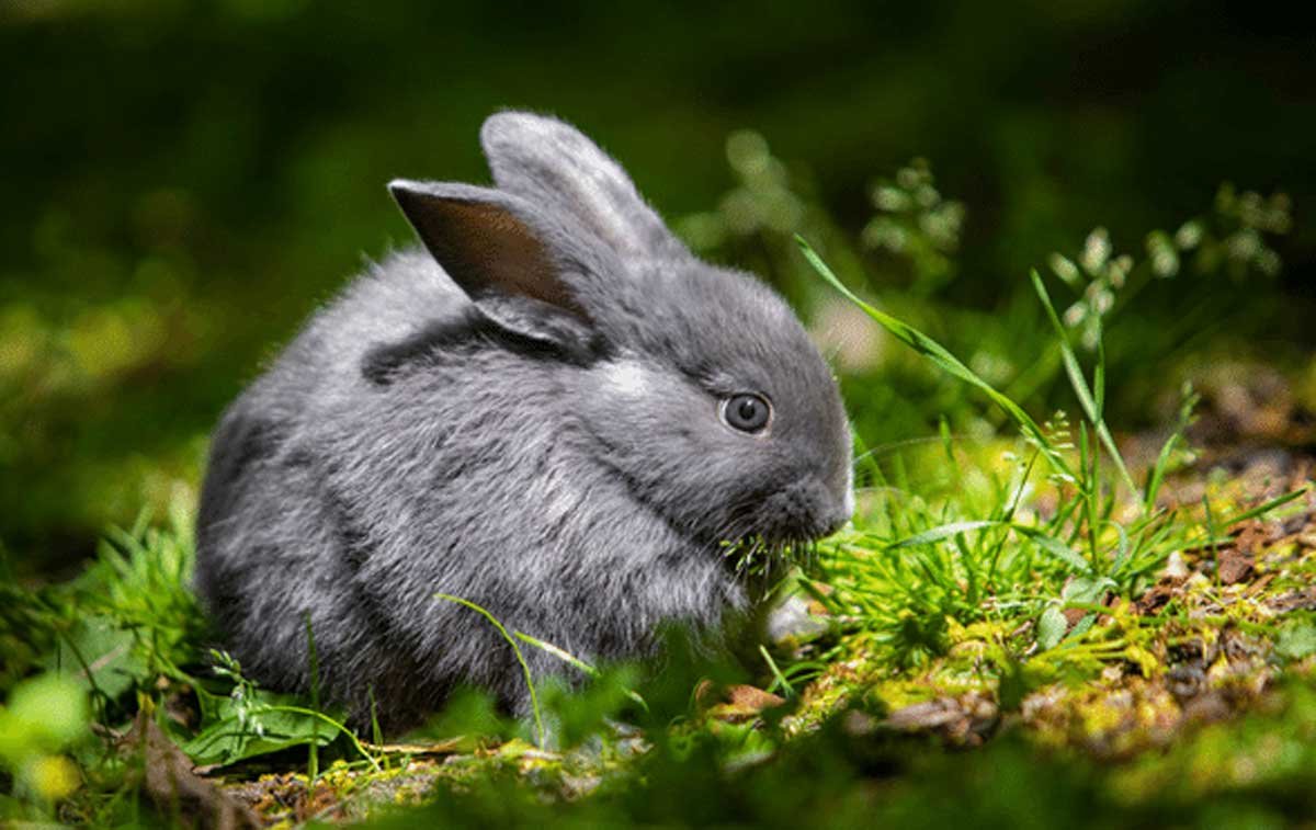 Bunny Names for Girls