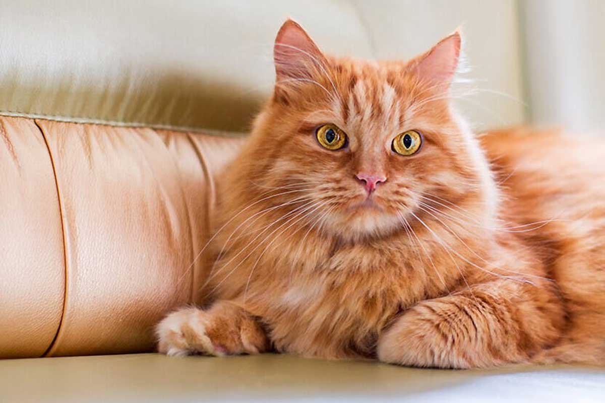 Orange Cat Names