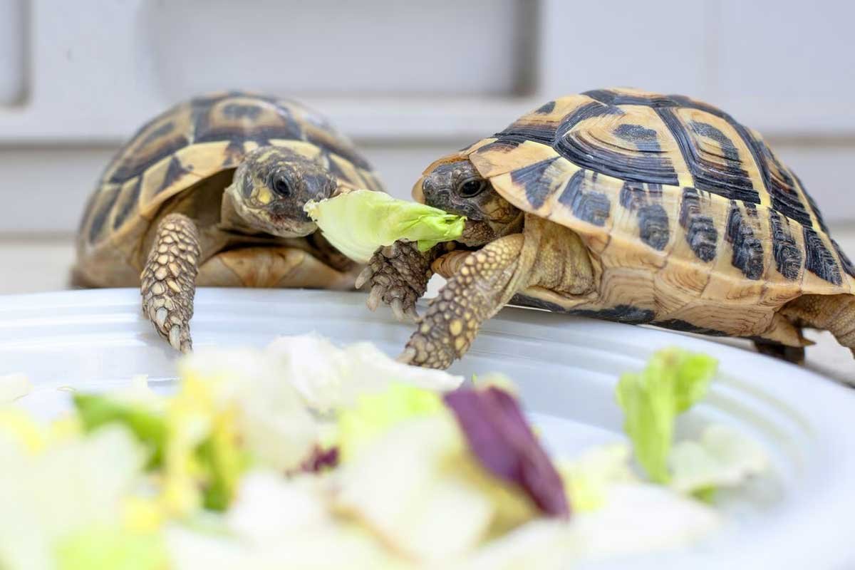What Do Turtles Eat