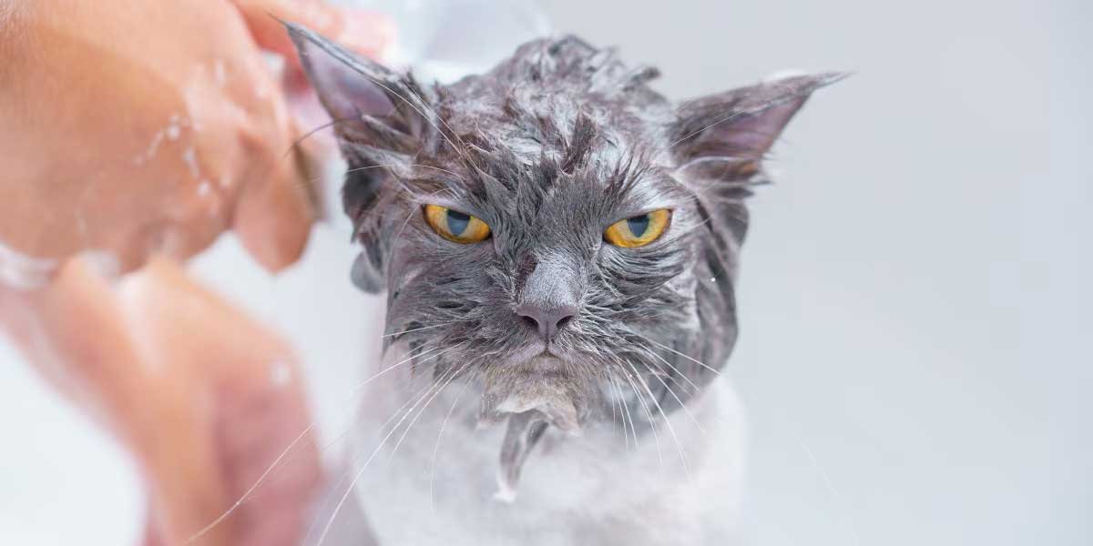 Why Do Cats Hate Water
